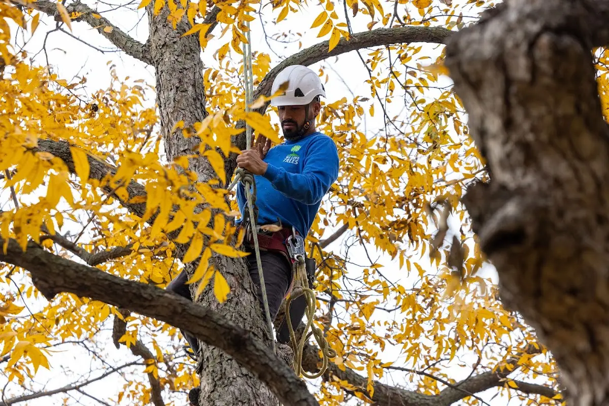Skilled Emergency Tree Service crew working in Fisher