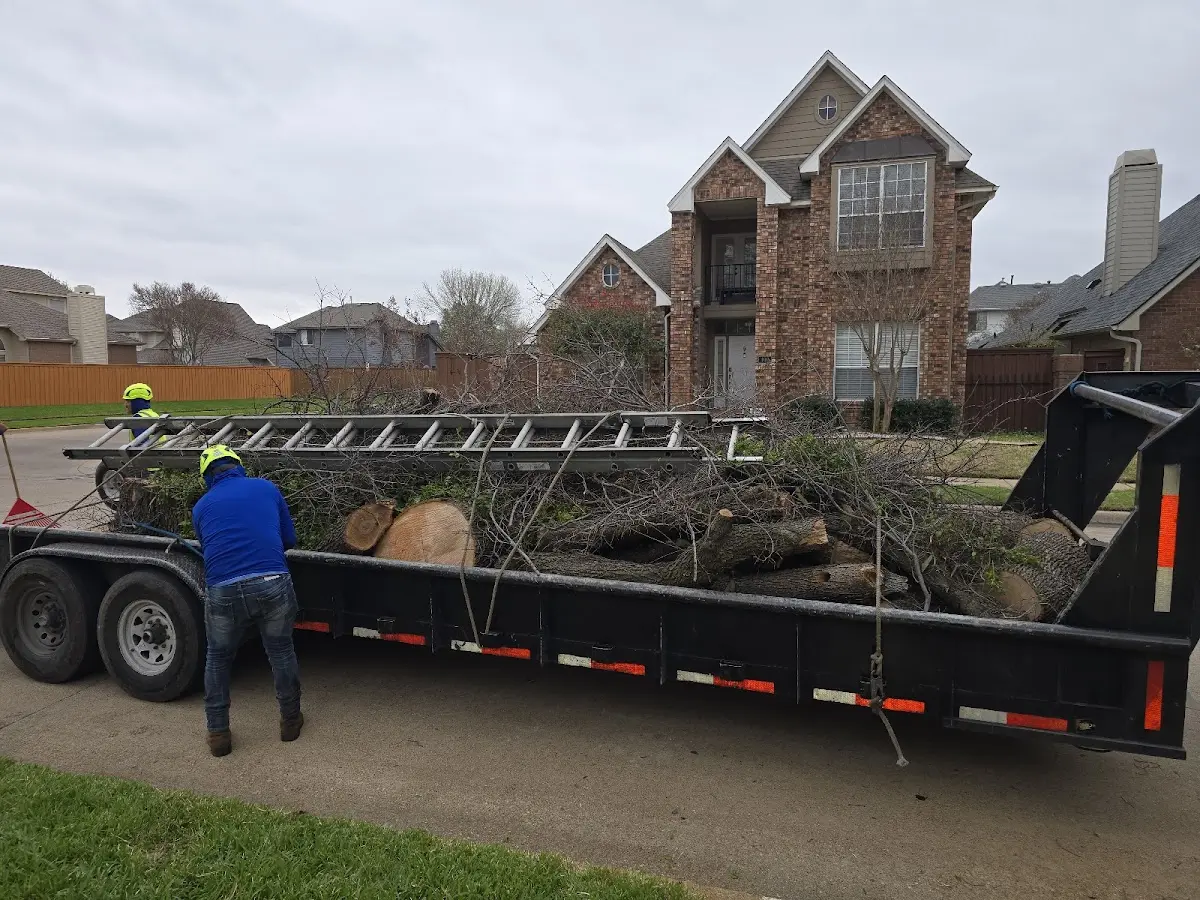 Expert Tree Pest Control with proper safety equipment in Fisher